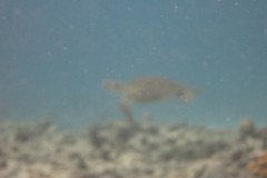 IMG_2234-.Medium
