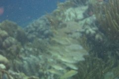 IMG_2235-.Medium
