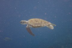 IMG_2237-.Medium