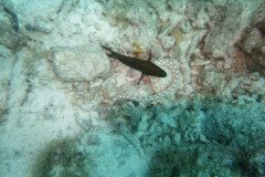 IMG_2246-.Medium