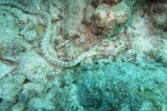 IMG_2247-.Medium