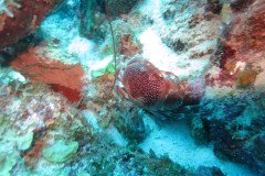 IMG_2250-.Medium