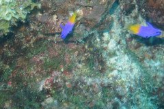 IMG_2262-.Medium