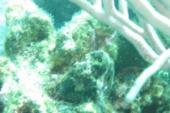 IMG_2268-.Medium