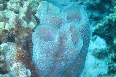 IMG_2271-.Medium