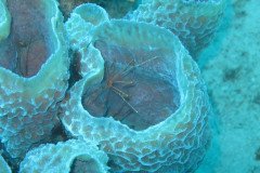 IMG_2272-.Medium