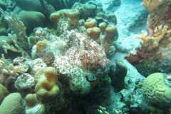 IMG_2285-.Medium