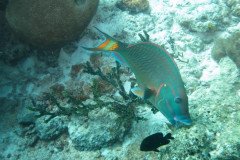 IMG_2286-.Medium