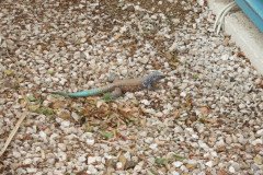 IMG_2288-.Medium
