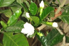 IMG_2292-.Medium
