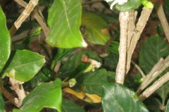 IMG_2293-.Medium