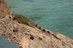 IMG_2294-.Medium