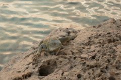 IMG_2295-.Medium