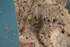 IMG_2301-.Medium