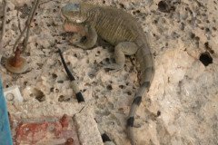 IMG_2302-.Medium
