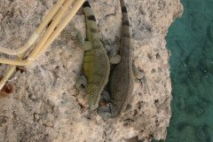 IMG_2303-.Medium
