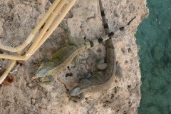 IMG_2304-.Medium