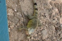 IMG_2305-.Medium