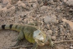 IMG_2306-.Medium