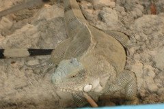 IMG_2309-.Medium