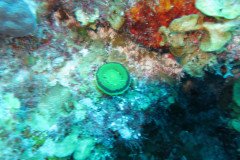 IMG_2322-.Medium