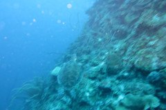 IMG_2324-.Medium