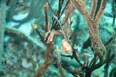 IMG_2330-.Medium