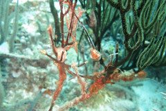 IMG_2331-.Medium