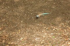 IMG_2336-.Medium