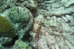 IMG_2337-.Medium