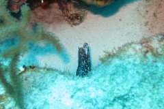 IMG_2338-.Medium