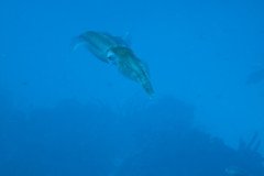 IMG_3242-.Medium