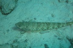IMG_3250-.Medium
