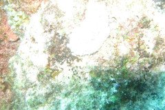 IMG_3255-.Medium