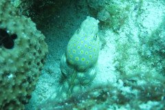 IMG_3260-.Medium