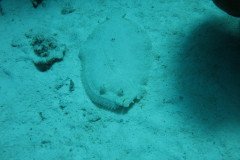 IMG_3263-.Medium