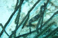 IMG_3267-.Medium
