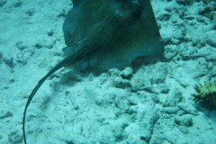 IMG_3278-.Medium