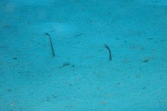 IMG_3286-.Medium
