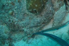 IMG_2505-.Medium