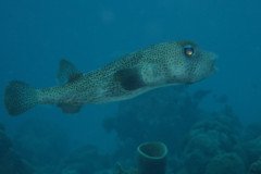 IMG_2508-.Medium
