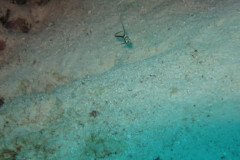 IMG_2509-.Medium