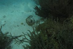 IMG_2517-.Medium