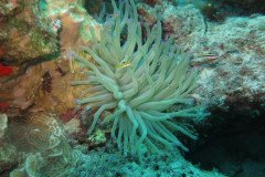 IMG_2523-.Medium
