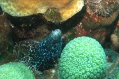 IMG_2527-.Medium