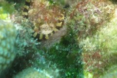 IMG_2528-.Medium