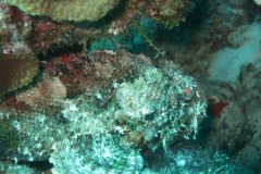 IMG_2531-.Medium