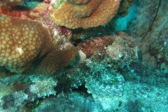 IMG_2532-.Medium