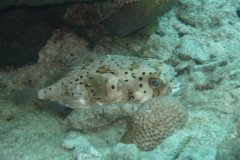IMG_2534-.Medium