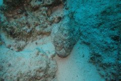 IMG_2538-.Medium